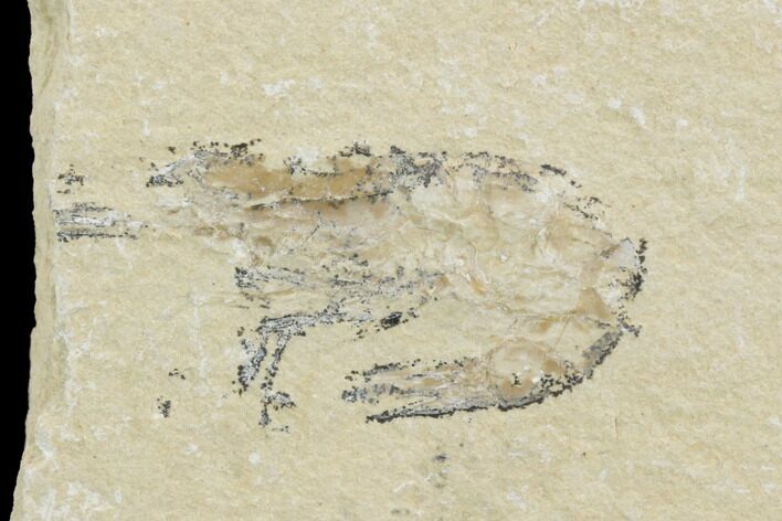 Cretaceous Fossil Shrimp - Lebanon #123902